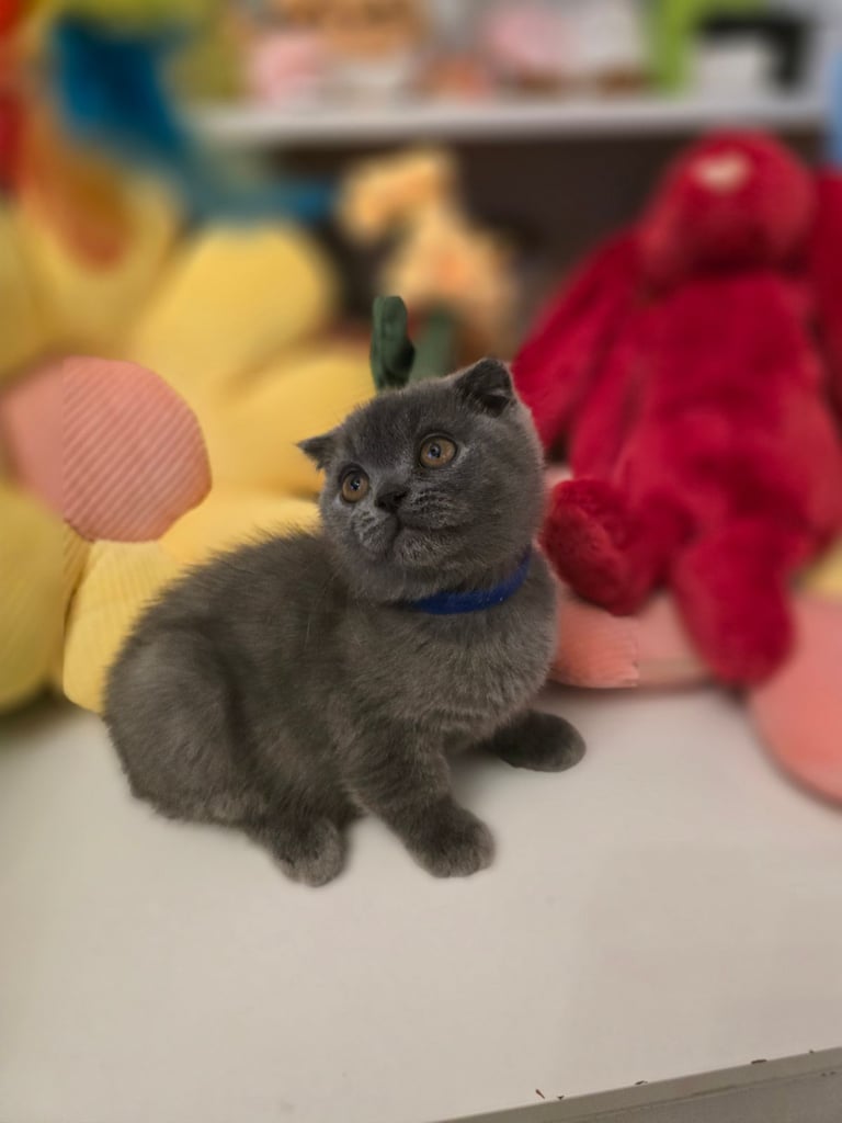 ONE BSH MALE kitten VACCINATED, MICROCHIPPED NO DEPOSIT READY NOW