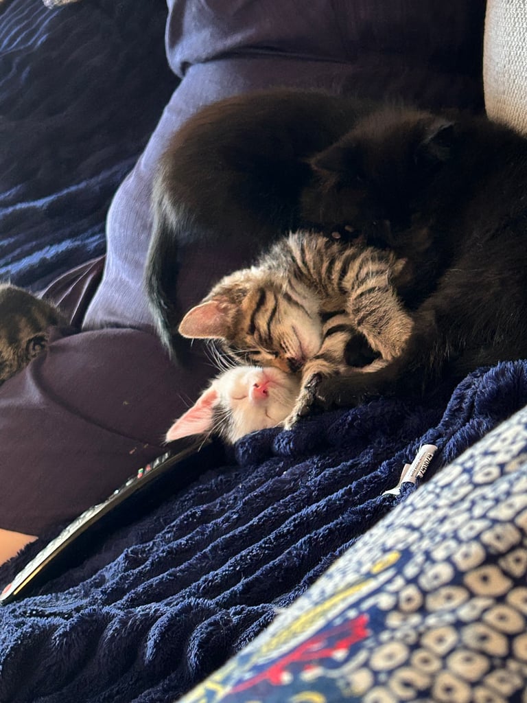 Kittens looking for a forever home