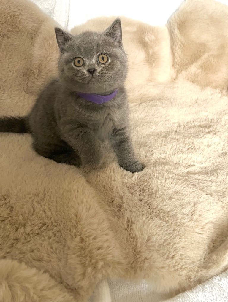 Beautiful British Shorthair Kittens