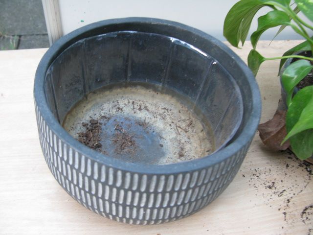 Pothos ( Epipremnum Aureum ) plant for sale