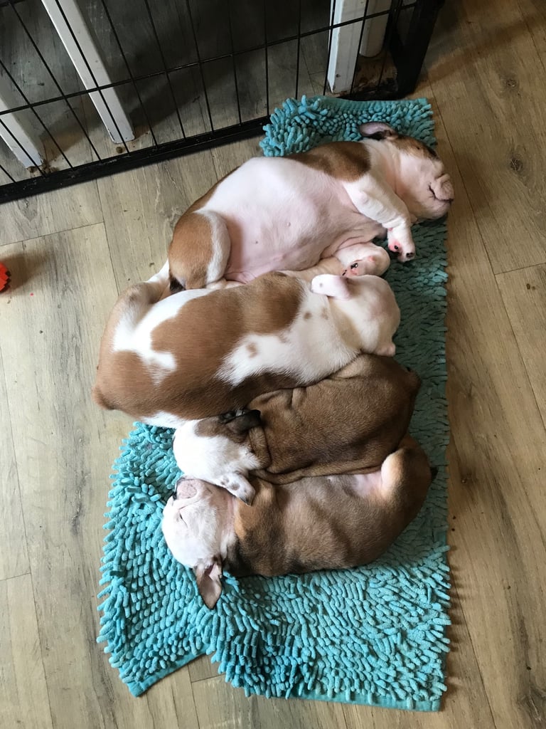 British bulldog puppies 