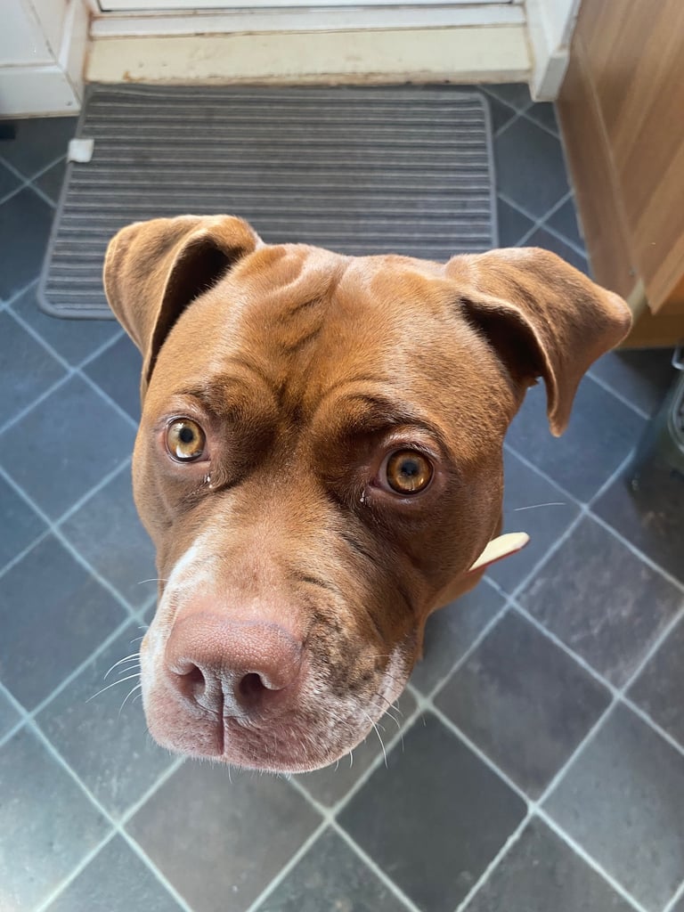 Female Dog For Sale - Stella - 18Months Old