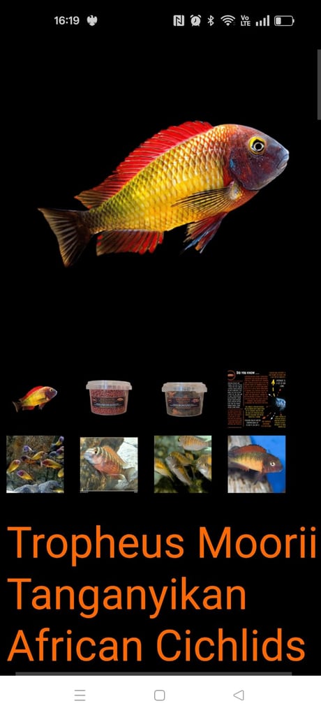 Tropheus Moorii X10 £150 must go together 