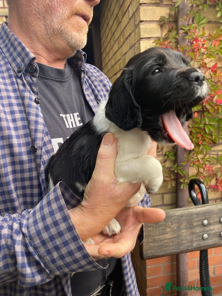 English Springer Spaniels