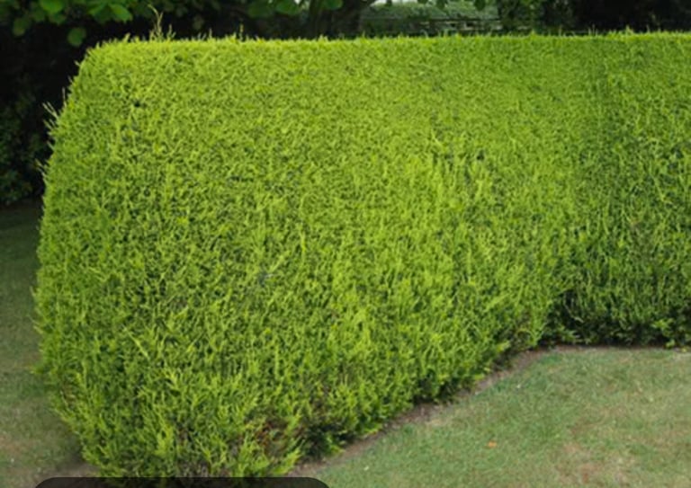 image for Golden hedges 
