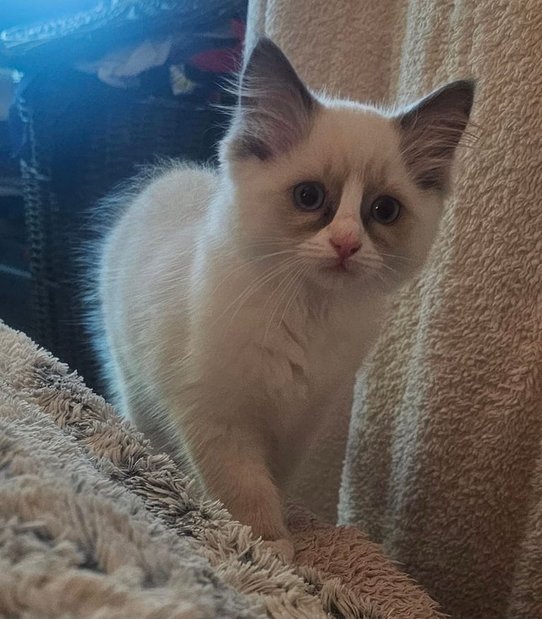 Ragdoll Kittens