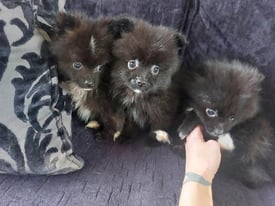 Pomeranian puppys