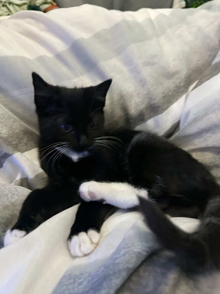 Beautiful black and white female kitten 