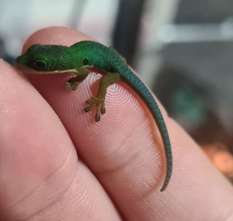 Peacock geckos SOLD waiting for more to hatch