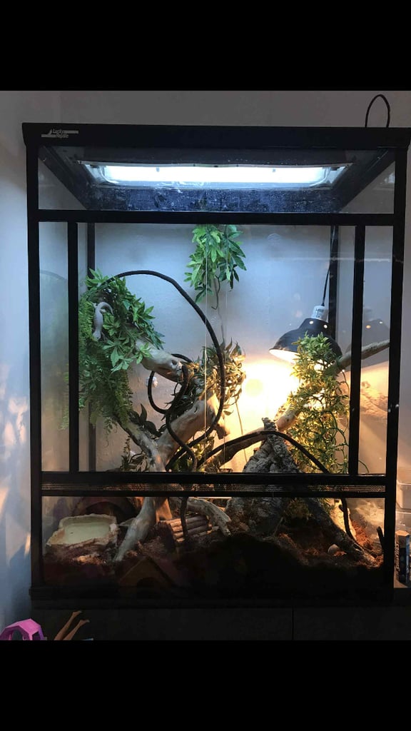 Lucky reptile terrarium 