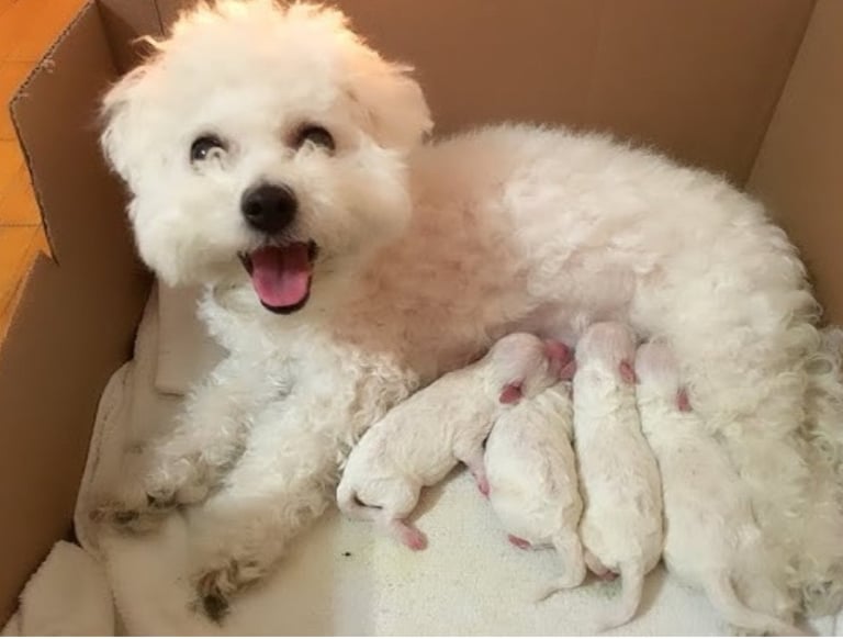 Bichon frise puppy’s 