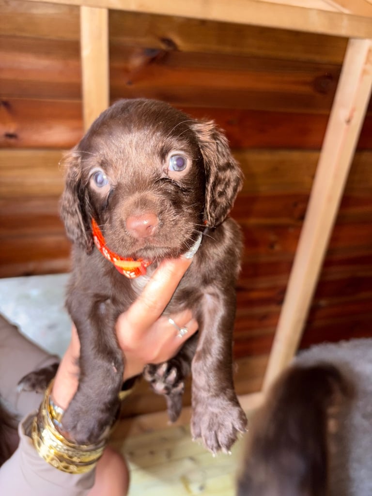Cocker Spaniel Puppies