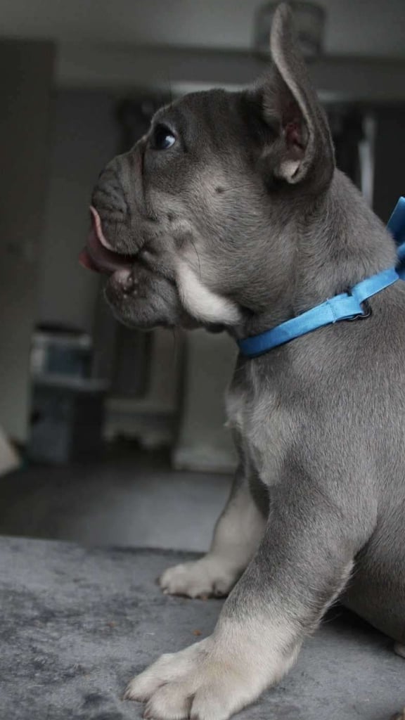 French Bulldog Puppies 