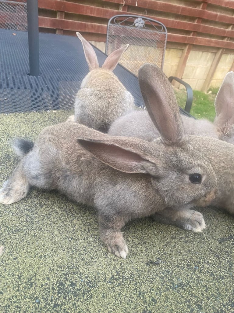 Baby continental giant rabbits