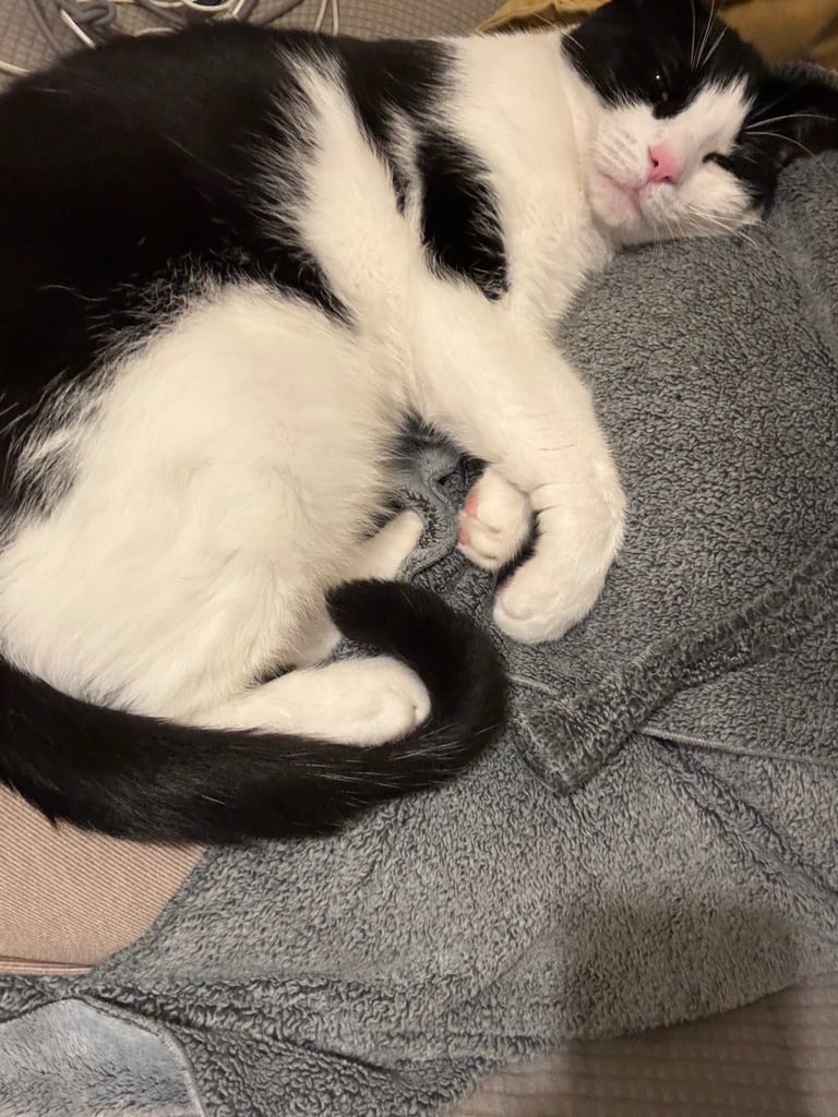 Black white indoor and outdoor cat