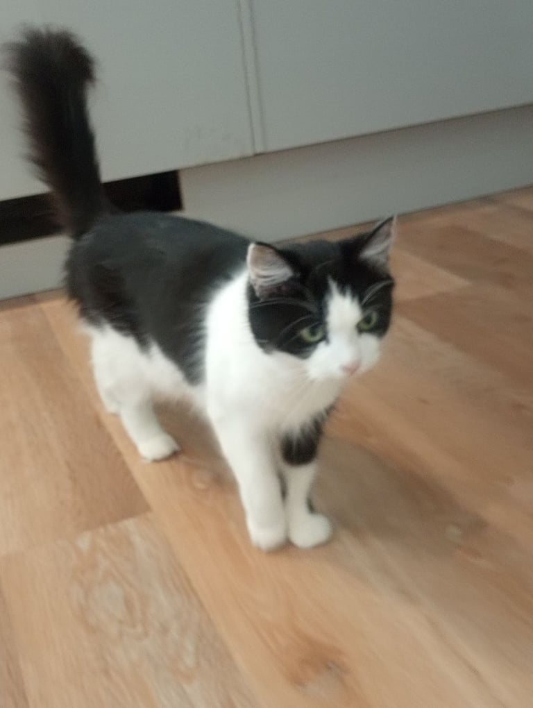 Loving home needed for my beautiful indoor cat