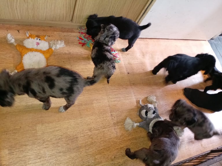 F2b Cockapoo Puppies