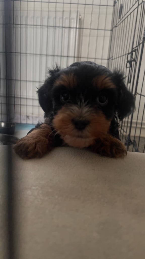 image for 2 cute cockapoo x Maltese pups for sale 