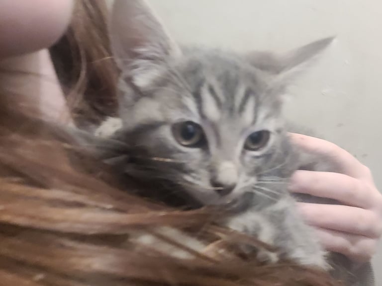 Last one to go, Ragdoll maine-coon x Blue Russian girl £350