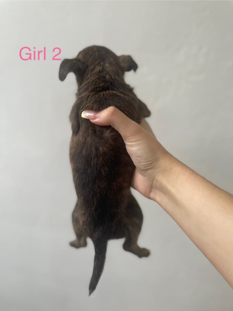 Beautiful Jack-Tzu puppies in Derby