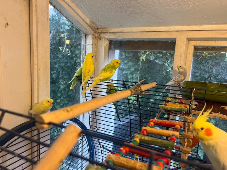 Budgie and cage