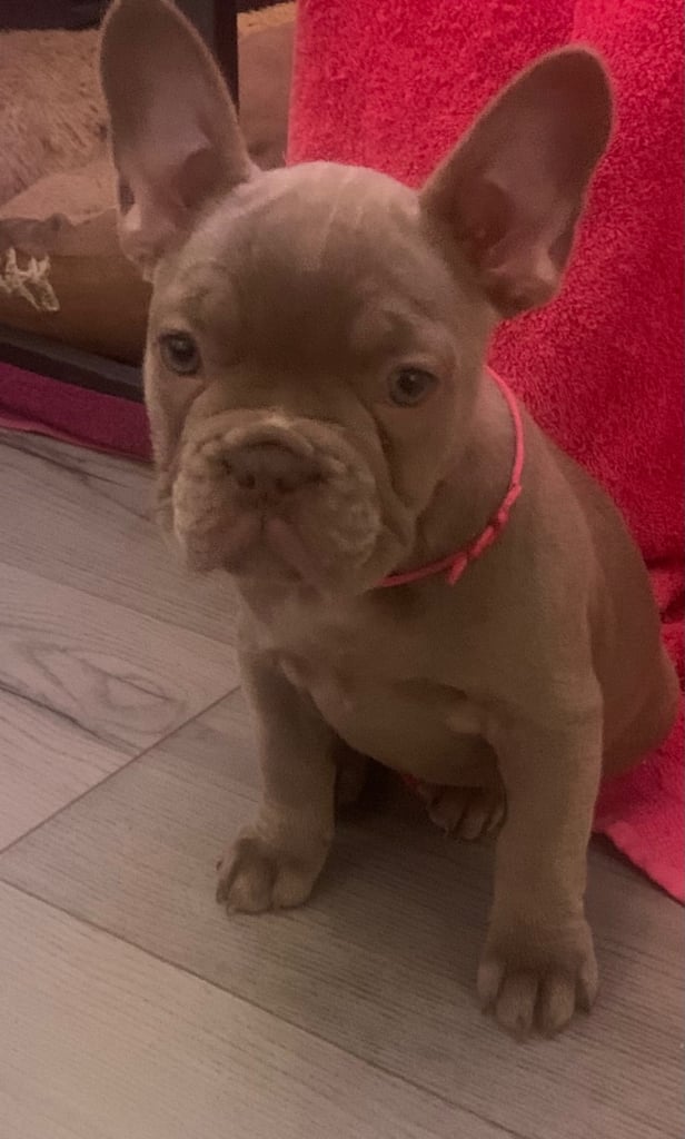 Isabella shade French bull dogs  