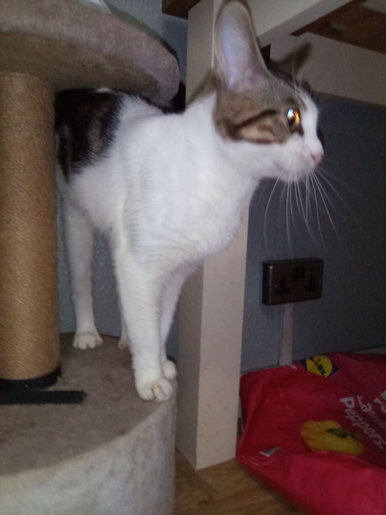 Young adult male cat looking for his new home