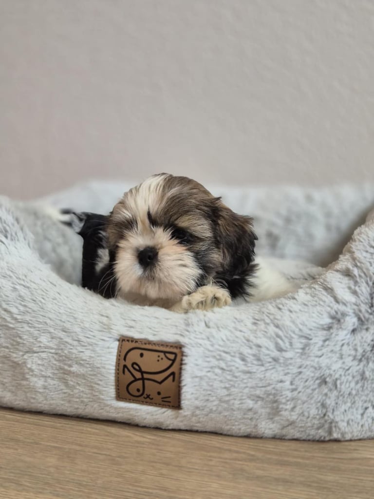 Shihtzu