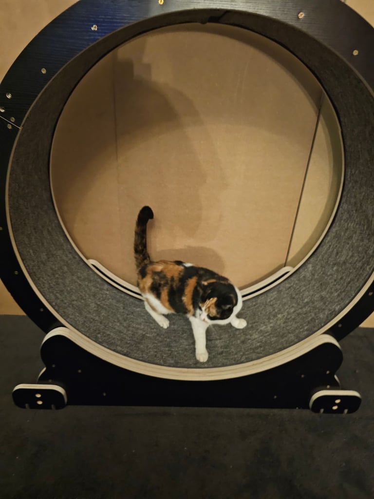 Cat wheel