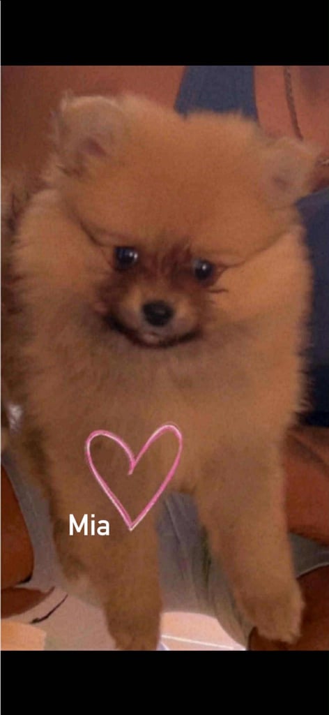 Pomeranian Puppies for Sale – Ready for Their Forever Homes