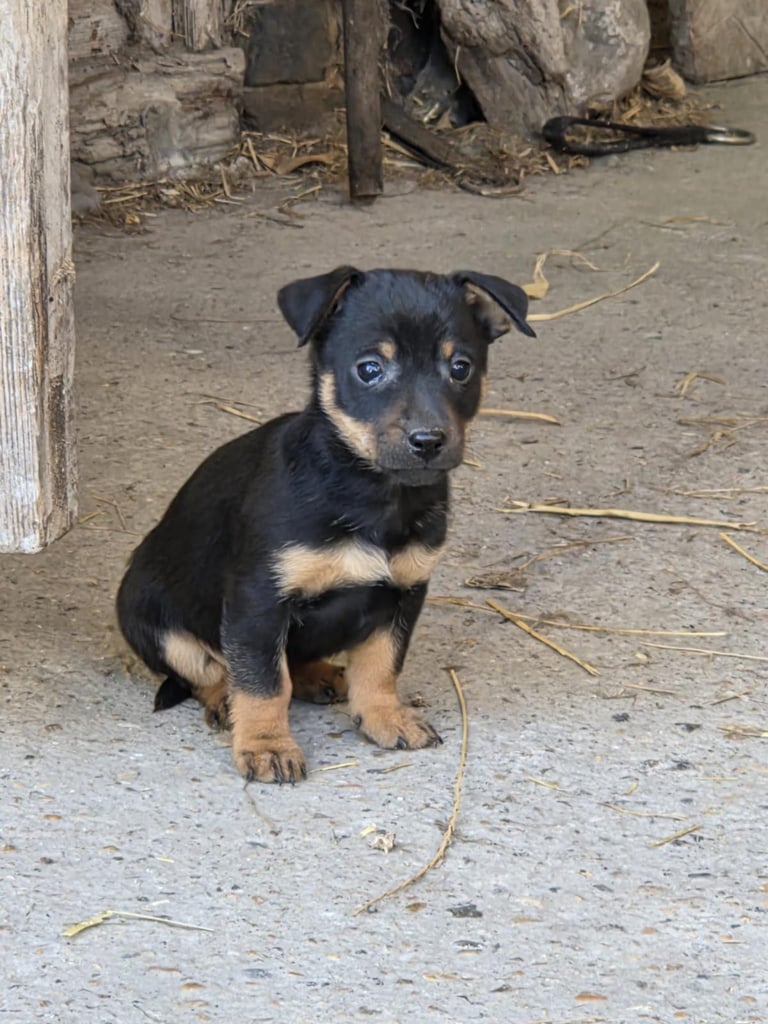 Jack Russell pups, Black and Tan and blue and tan
