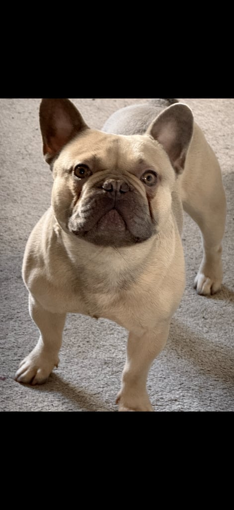 FRENCHIE WITH PAPERS 