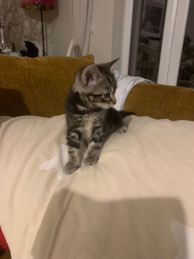 Traditional short hair kittens 