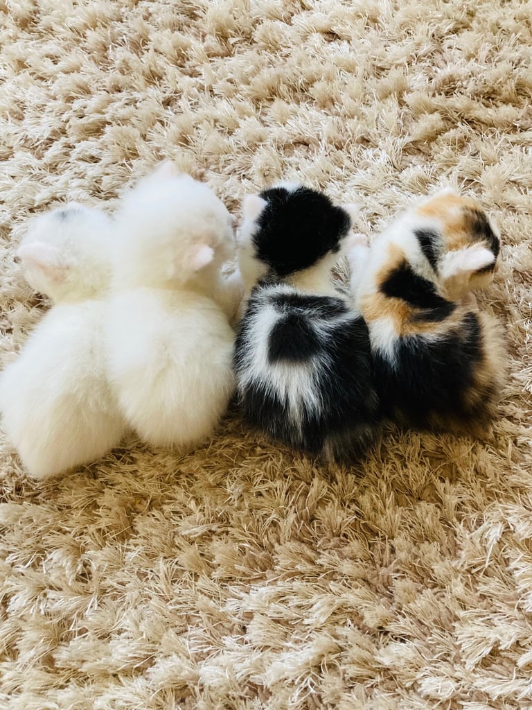 Beautiful Long Hair Kittens (Turkish Angora mix) | in Newry, County ...