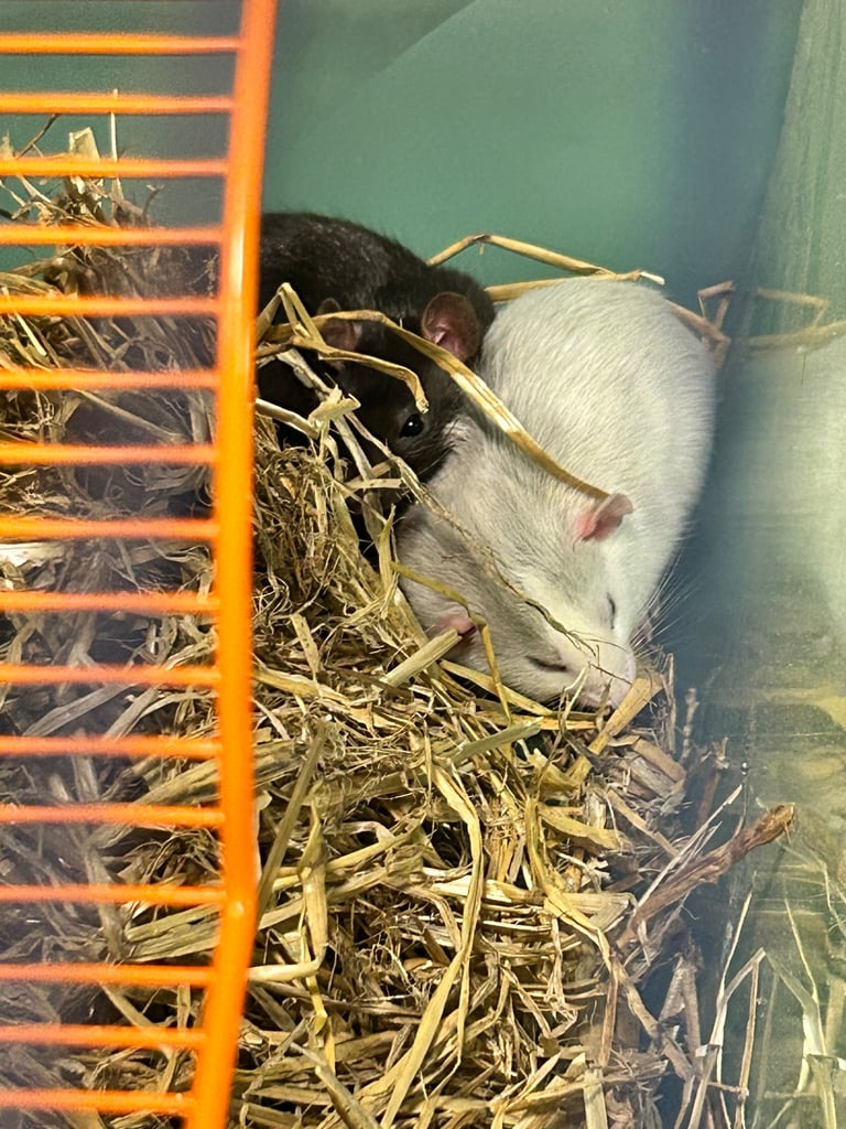 image for 2 femal rats 