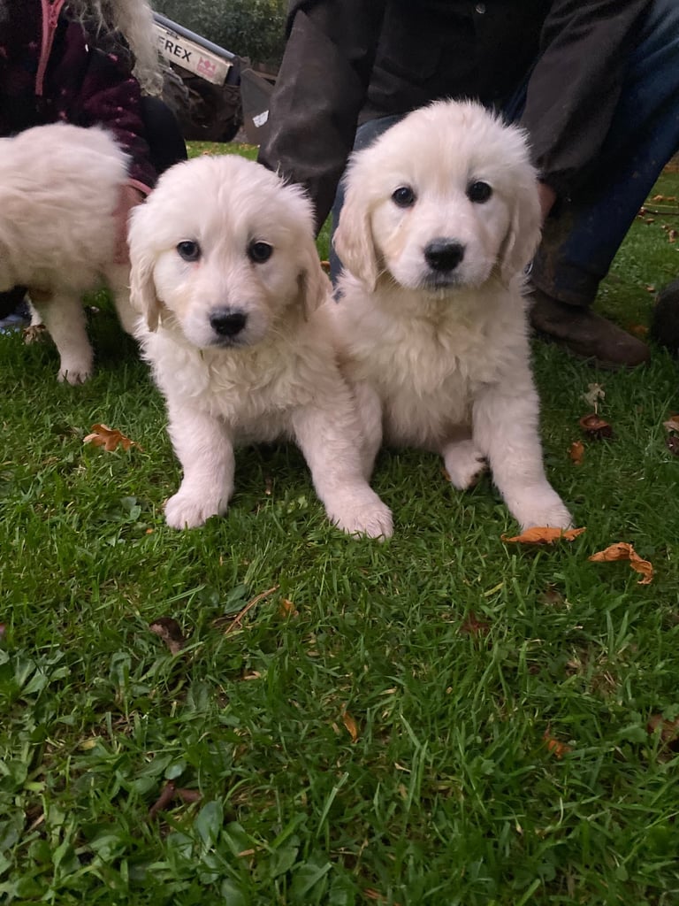 Golden retrievers 
