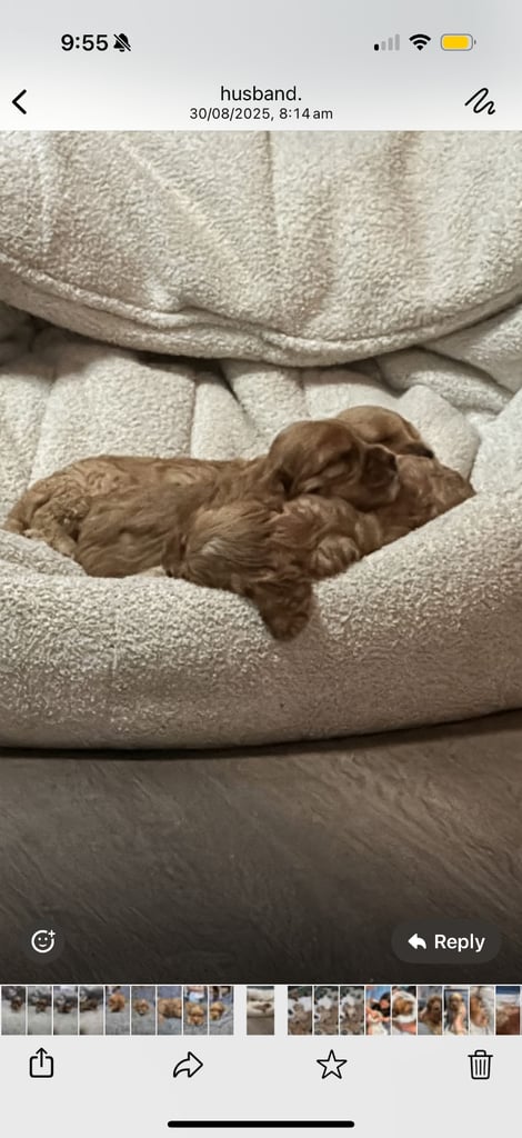 Ready to go! 1 beautiful show cocker spaniel for sale