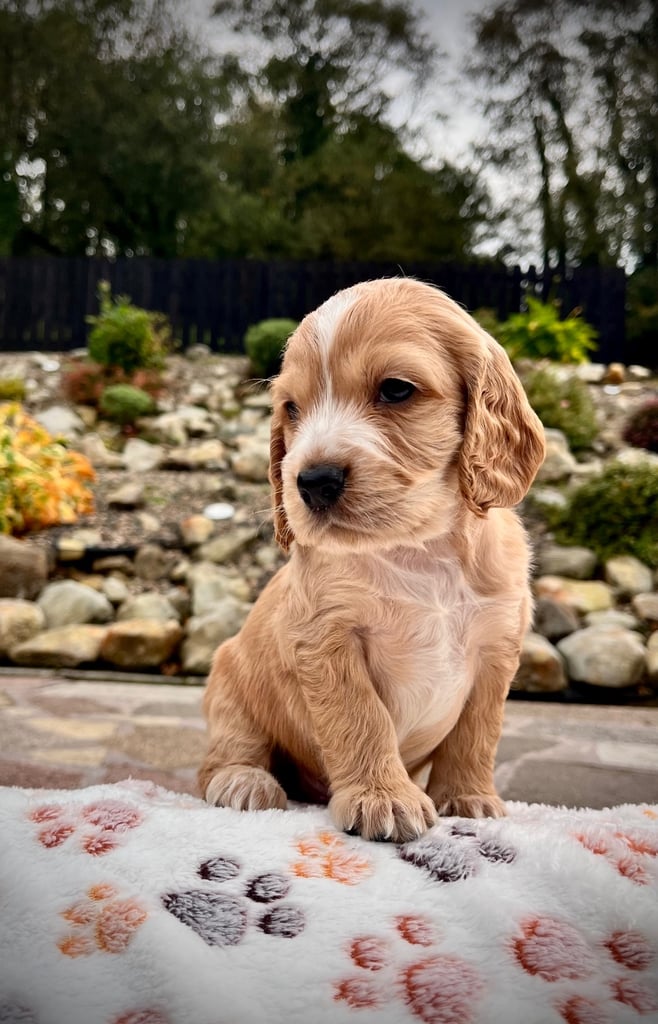 Cocker Spaniel pups 🐶 Looking for Forever Homes🐶