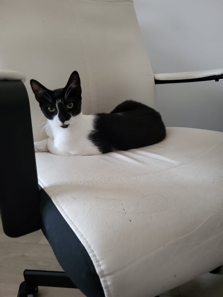 2 black and white cats 