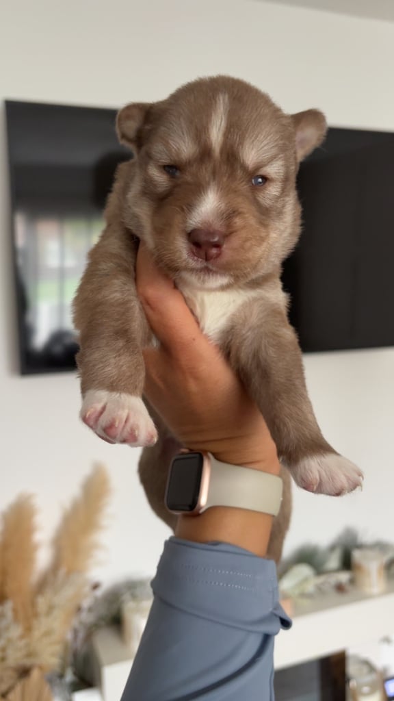 Pedigree Siberian Husky Puppies For Sale