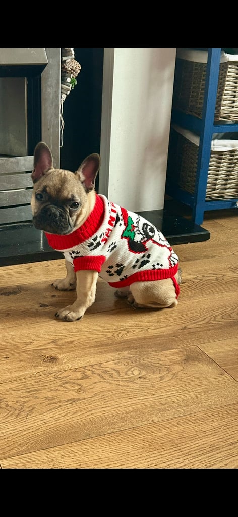 French bulldog for rehoming