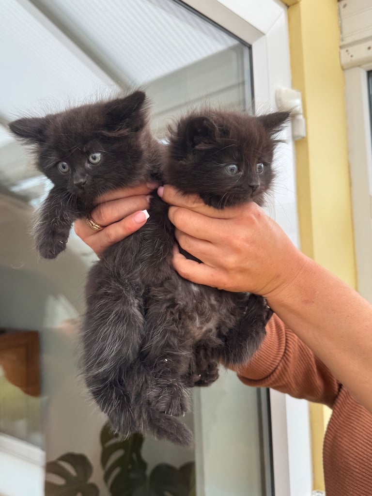 Maine coon cross kittens 