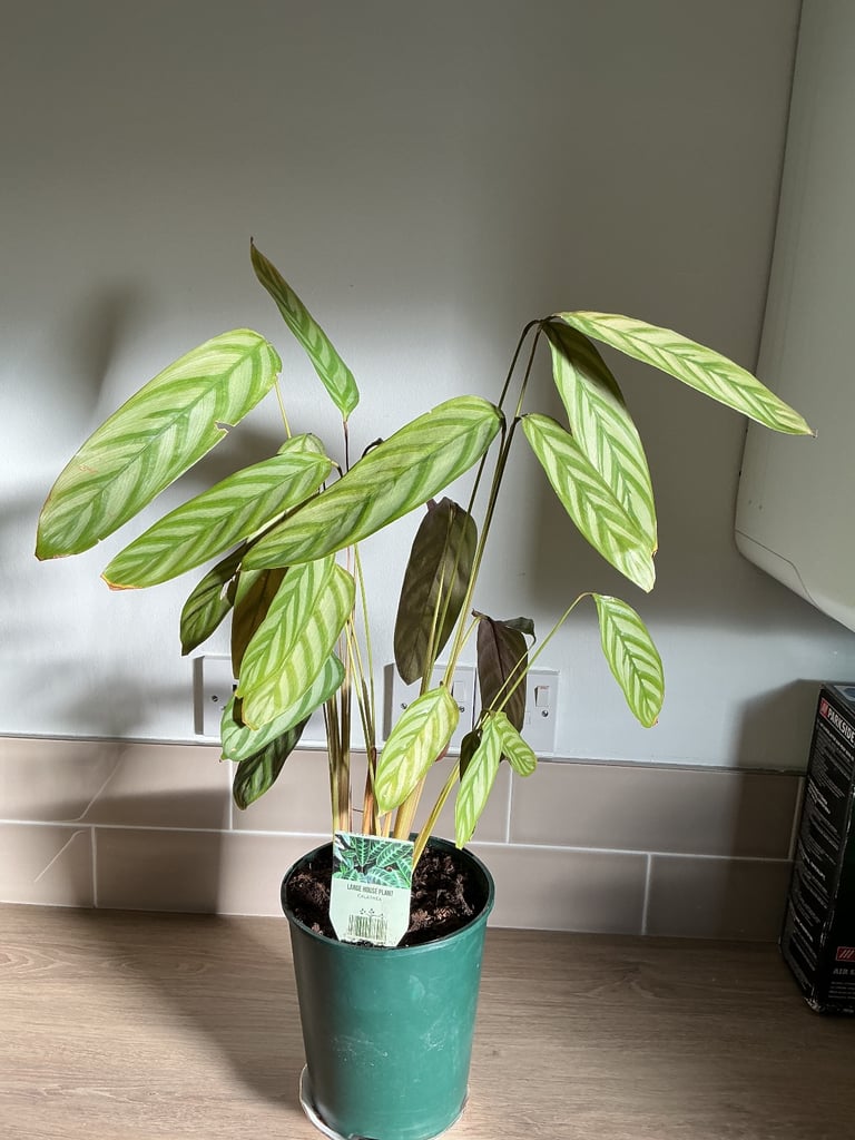 image for Calathea House Plant