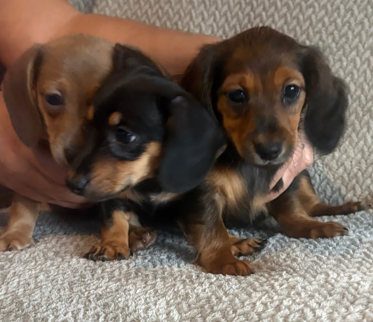 image for Genuine miniature dachshunds 