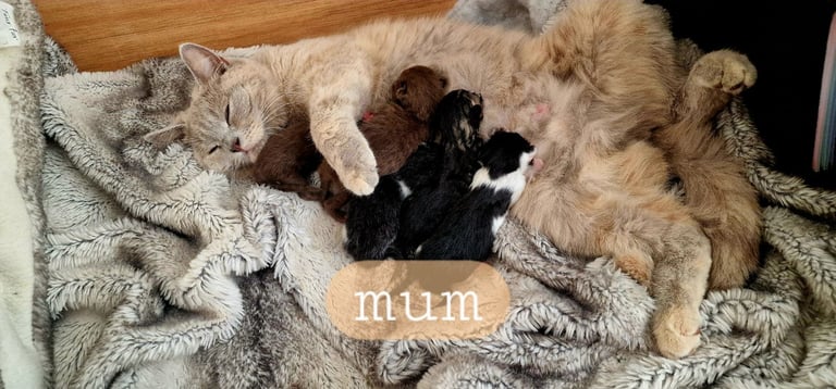 Beautiful, Affectionate Male Kitten - ready to go now