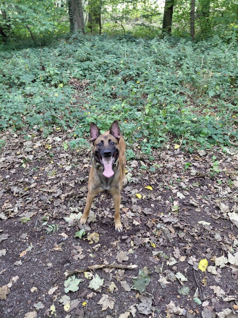 Belgain malinois 