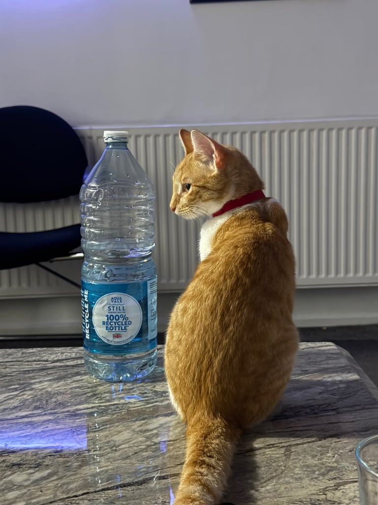 Cat for sale 8 months old