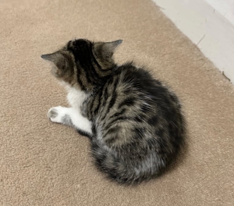 Domestic shorthair kitten 