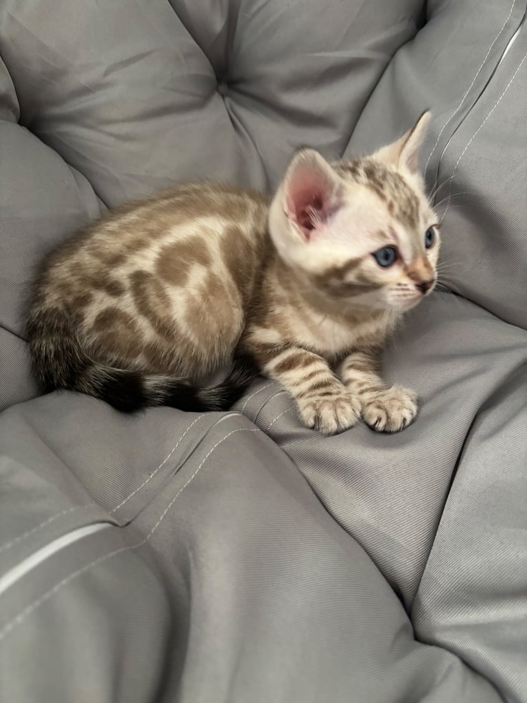 🐾Gorgeous Pure Bengals Ready Now🐾