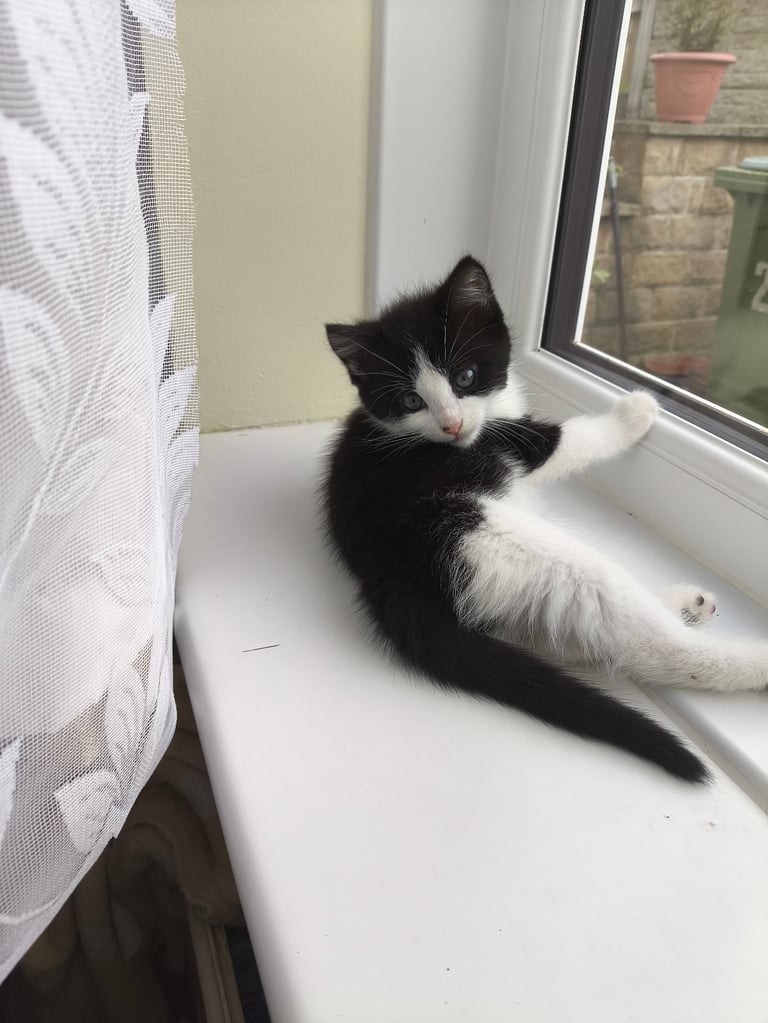 Nice kittens ready for their own home
